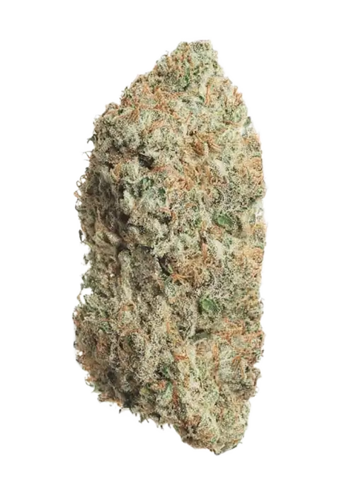 Shiva Shanti II, tatlı lavanta aroması ve rahatlatıcı etkisiyle bilinen Indica dominant bir türdür. Depresyon ve stres için ideal. Genetik yapısını keşfedin.