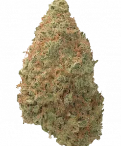 Shiva Skunk, keskin misk aroması ve yüksek THC içeriğiyle bilinen Indica dominant türdür. Derin rahatlama ve öfori sunar. Genetik yapısını keşfedin.