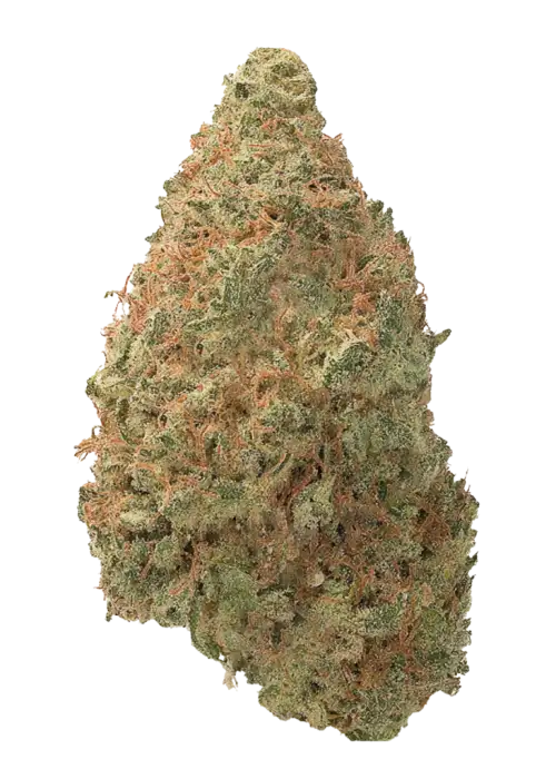 Shiva Skunk, keskin misk aroması ve yüksek THC içeriğiyle bilinen Indica dominant türdür. Derin rahatlama ve öfori sunar. Genetik yapısını keşfedin.