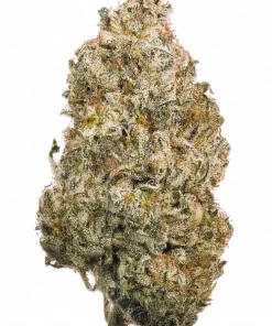 Shogan, yakıtımsı aroması ve yüksek THC içeriğiyle öne çıkan Sativa baskın türdür. Depresyon ve stresi azaltan etkileri keşfedin. Hemen görüntüleyin.