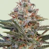 Shogun Feminized Esrar Tohumu (Royal Queen Seeds)