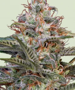 Shogun Feminized Esrar Tohumu (Royal Queen Seeds)