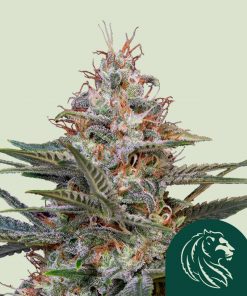 Shogun Feminized Esrar Tohumu (Royal Queen Seeds)