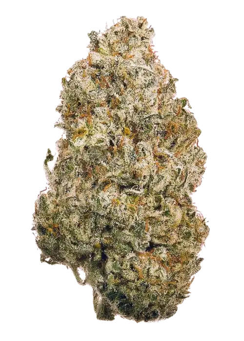 Shogan, yakıtımsı aroması ve yüksek THC içeriğiyle öne çıkan Sativa baskın türdür. Depresyon ve stresi azaltan etkileri keşfedin. Hemen görüntüleyin.