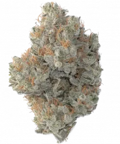 Silver Sour, yakıtımsı aroması ve zihinsel berraklığı artıran etkisiyle öne çıkan dengeli bir hibrit türdür. Yaratıcılığı ve odaklanmayı keşfedin.