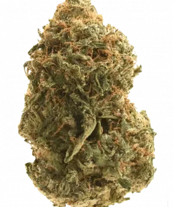 Silver Surfer, tatlı yaban mersini aroması ve THC oranıyla öne çıkan dengeli bir hibrit türdür. Enerji verici etkilerini ve genetik yapısını keşfedin.