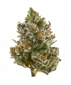 Simbiote, yakıtımsı ve çilek aromalarıyla öne çıkan Indica baskın bir türdür. Yüksek THC içeriğiyle uykusuzluk ve ağrı için ideal. Etkilerini keşfedin.