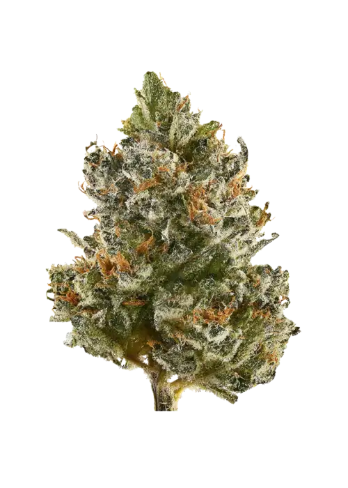 Simbiote, yakıtımsı ve çilek aromalarıyla öne çıkan Indica baskın bir türdür. Yüksek THC içeriğiyle uykusuzluk ve ağrı için ideal. Etkilerini keşfedin.