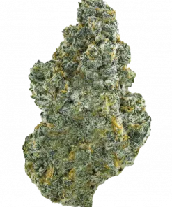 Sir Jack, kimyasal limon aroması ve yüksek THC içeriğiyle öne çıkan sativa baskın bir türdür. Eşsiz genetik yapısını ve ödüllü etkilerini keşfedin.