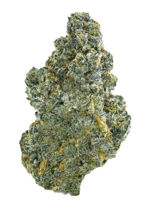 Sir Jack, kimyasal limon aroması ve yüksek THC içeriğiyle öne çıkan sativa baskın bir türdür. Eşsiz genetik yapısını ve ödüllü etkilerini keşfedin.