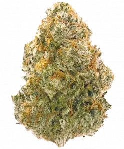 Sister Glue, keskin üzüm aroması ve yüksek THC içeriğiyle bilinen indica baskın bir türdür. Ağrı ve stres giderme potansiyelini keşfedin, özelliklerini görüntüleyin.