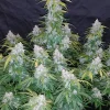 Six Shooter Auto Fem Esrar Tohumu (Fast Buds)