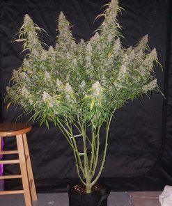 Six Shooter Auto Fem Esrar Tohumu (Fast Buds)