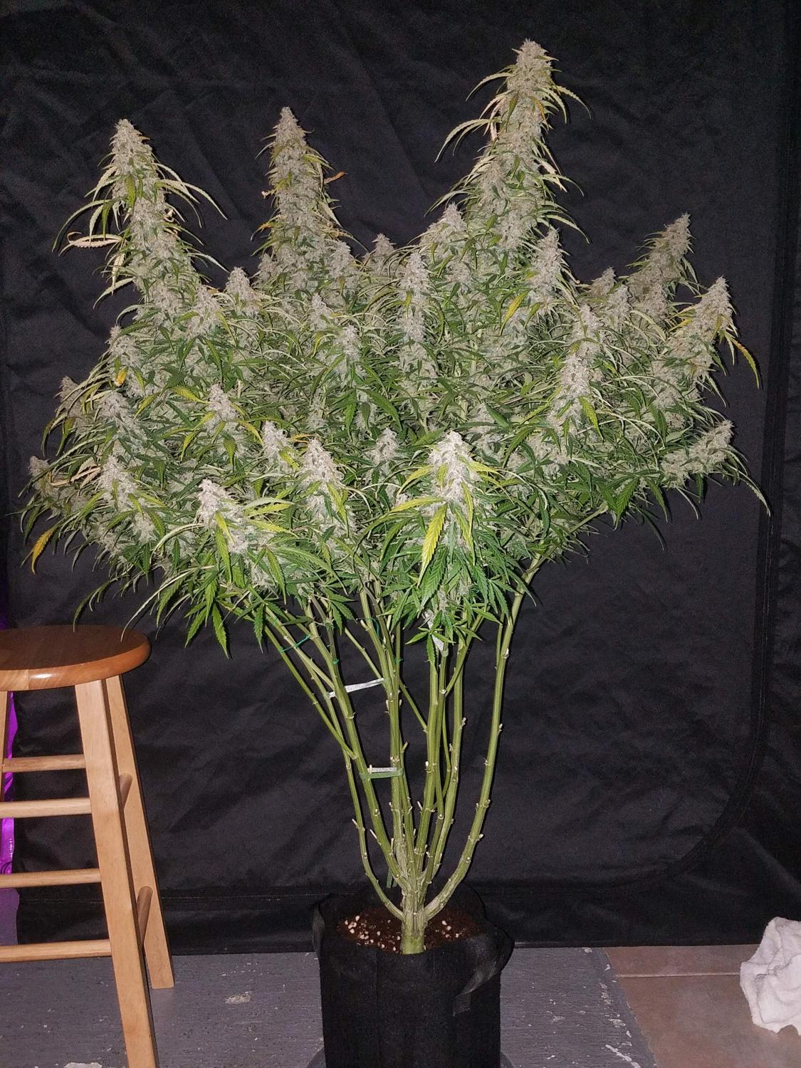 Six Shooter Auto Fem Esrar Tohumu (Fast Buds)