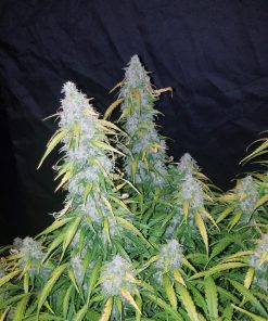 Six Shooter Auto Fem Esrar Tohumu (Fast Buds)