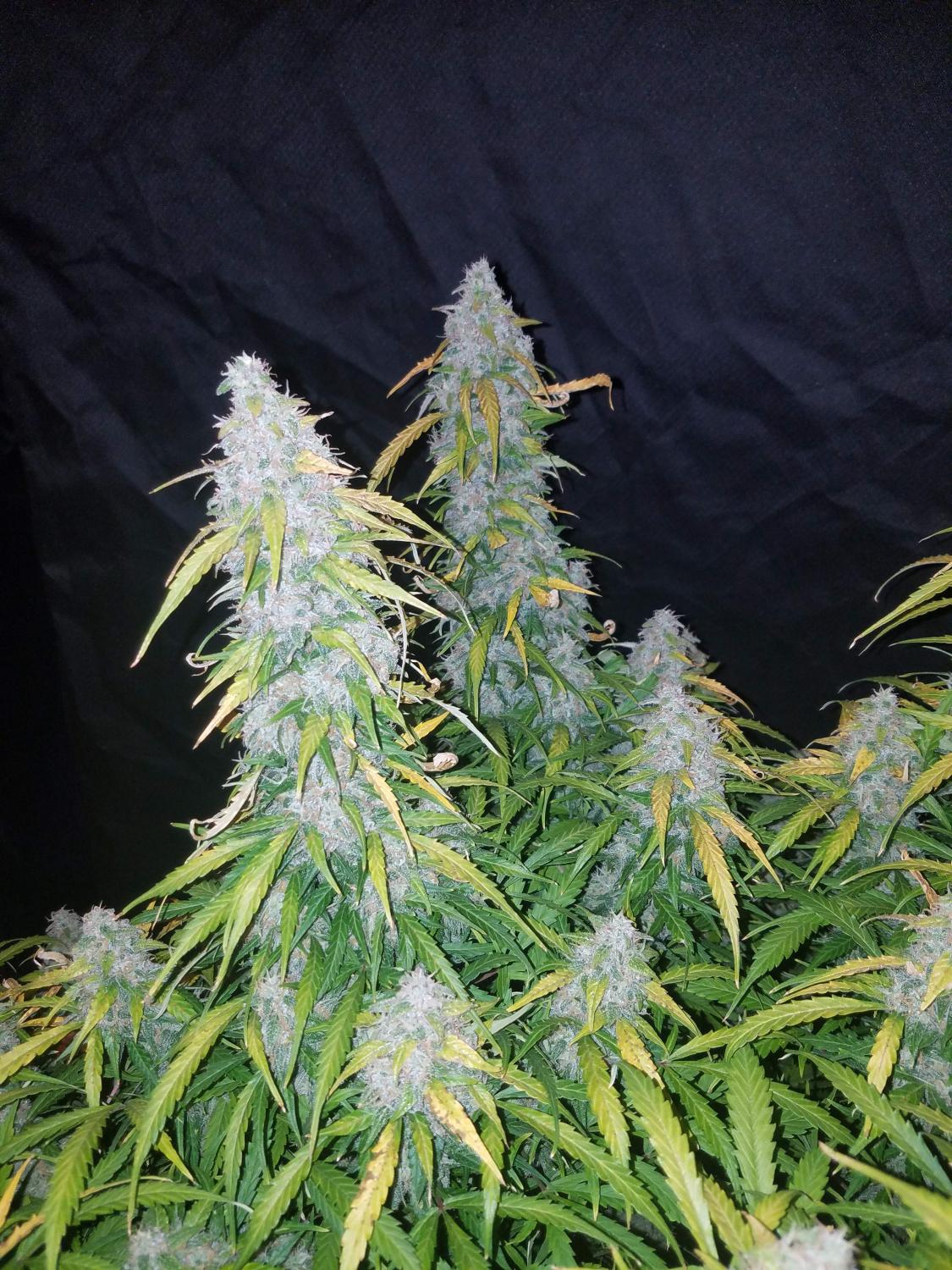 Six Shooter Auto Fem Esrar Tohumu (Fast Buds)