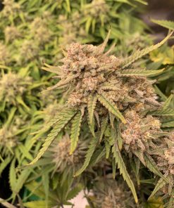 Six Shooter Auto Fem Esrar Tohumu (Fast Buds)