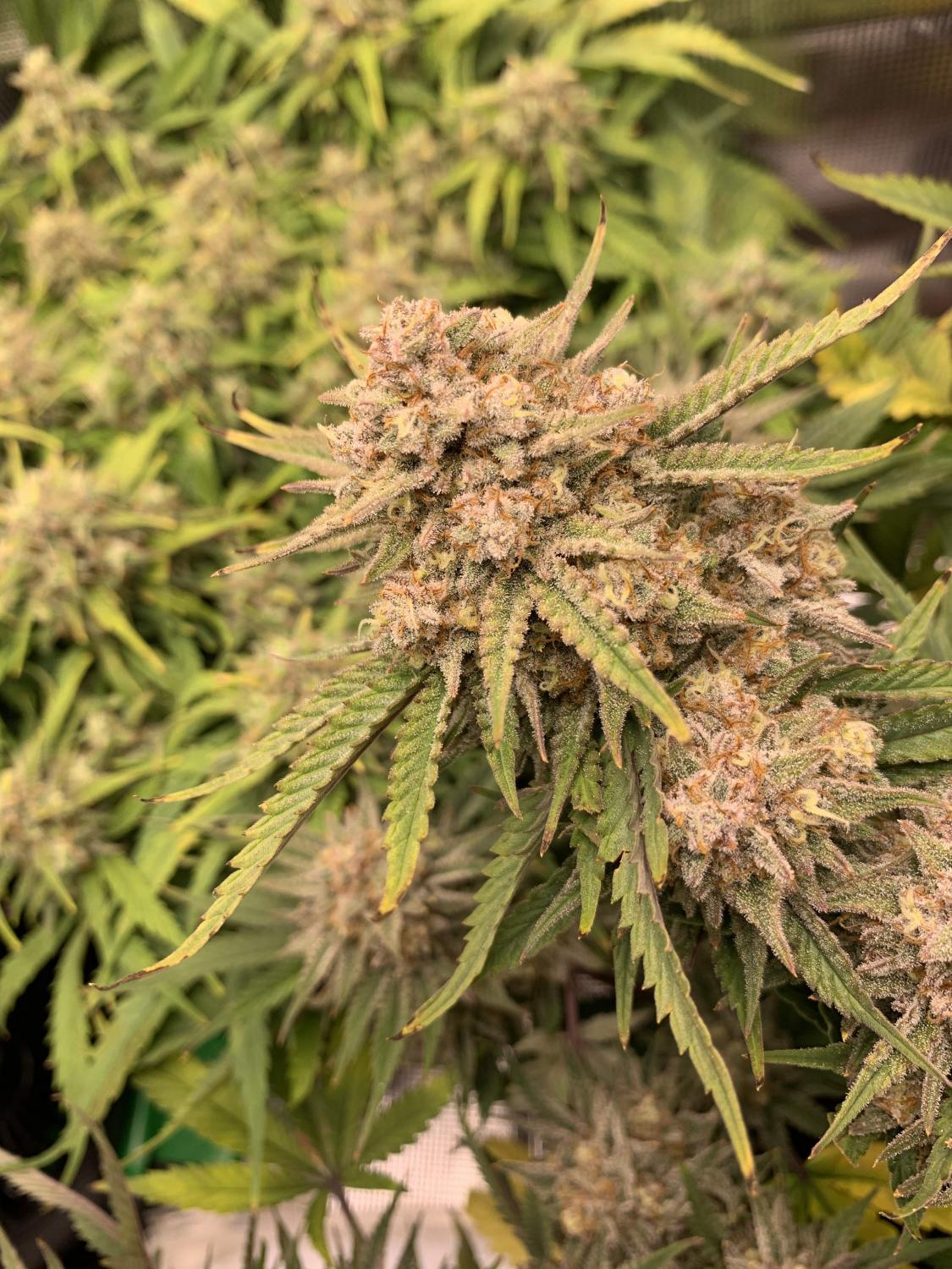 Six Shooter Auto Fem Esrar Tohumu (Fast Buds)