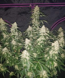 Six Shooter Auto Fem Esrar Tohumu (Fast Buds)