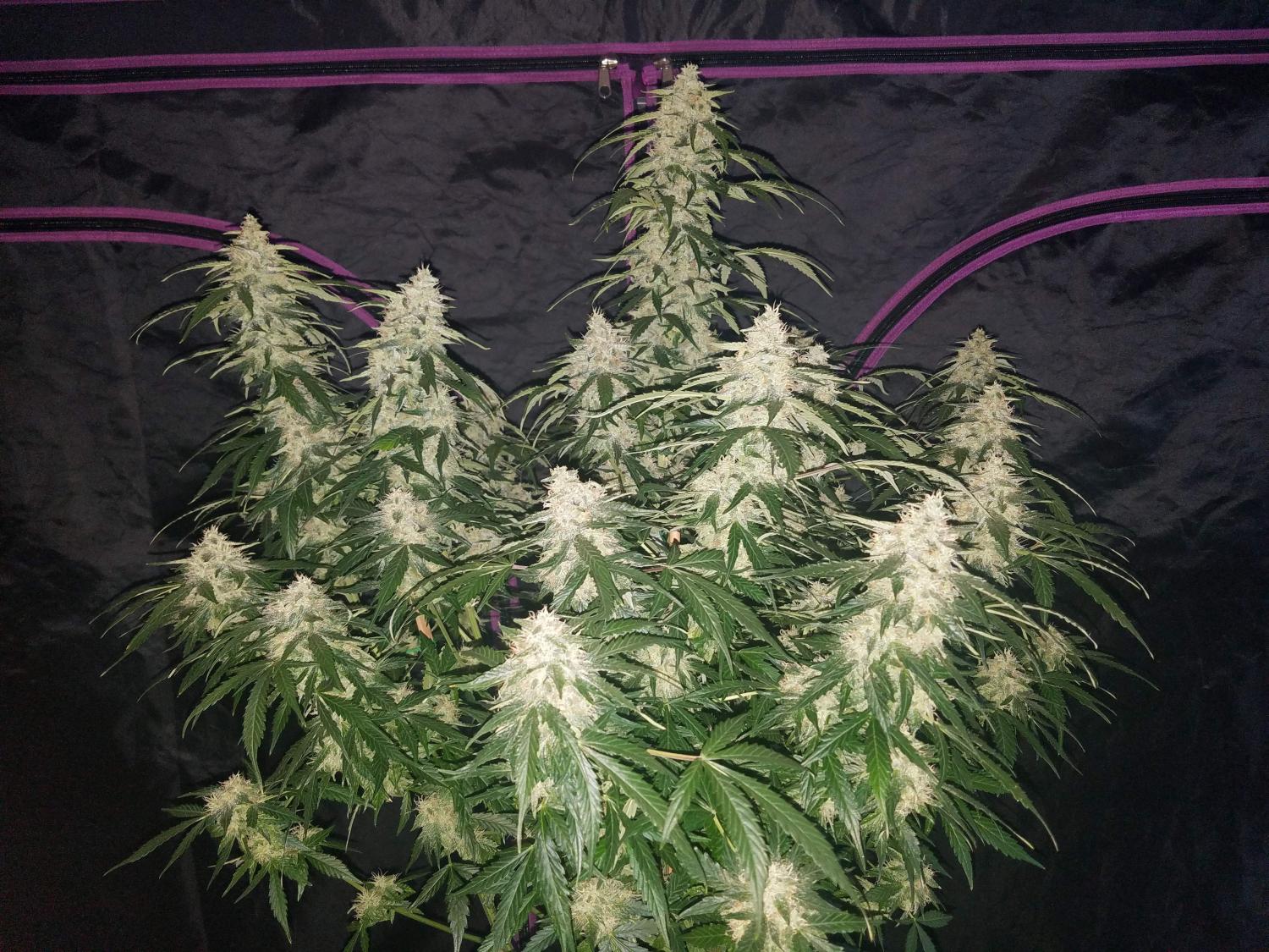 Six Shooter Auto Fem Esrar Tohumu (Fast Buds)