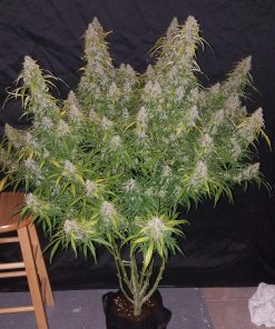 Six Shooter Auto Fem Esrar Tohumu (Fast Buds)