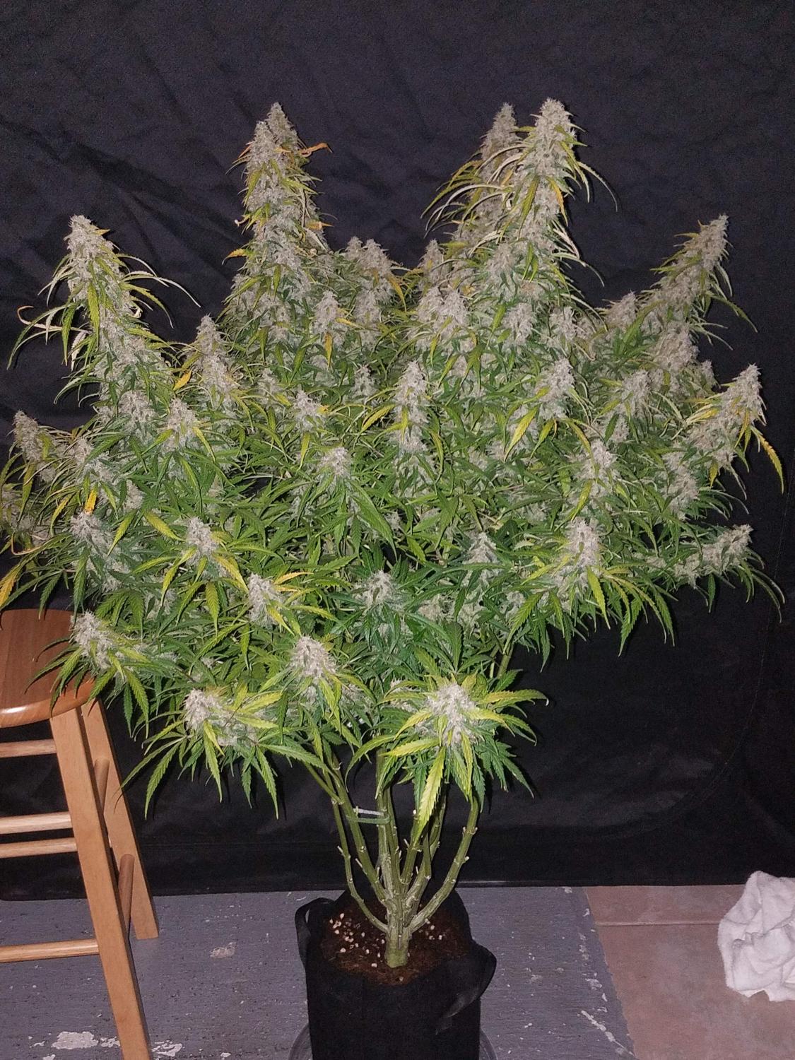 Six Shooter Auto Fem Esrar Tohumu (Fast Buds)