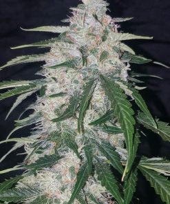 Six Shooter Auto Fem Esrar Tohumu (Fast Buds)