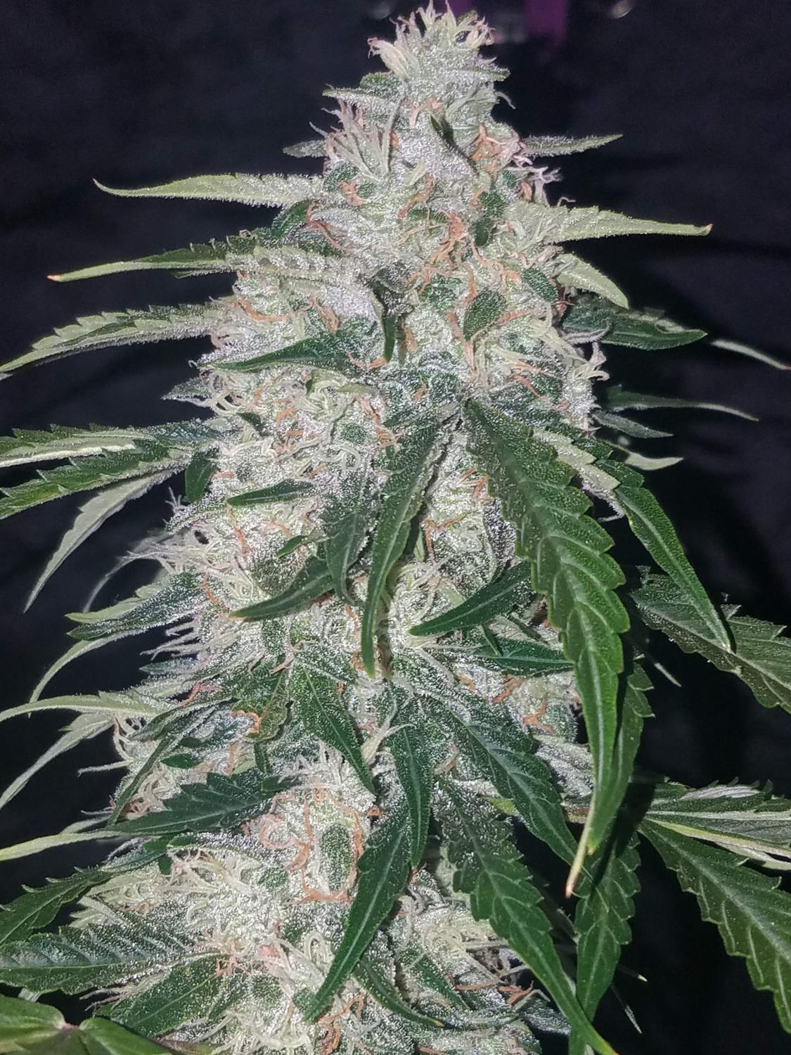 Six Shooter Auto Fem Esrar Tohumu (Fast Buds)