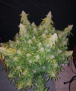 Six Shooter Auto Fem Esrar Tohumu (Fast Buds)