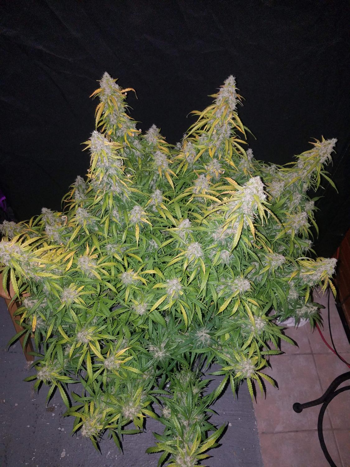 Six Shooter Auto Fem Esrar Tohumu (Fast Buds)