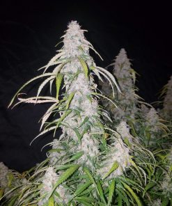 Six Shooter Auto Fem Esrar Tohumu (Fast Buds)