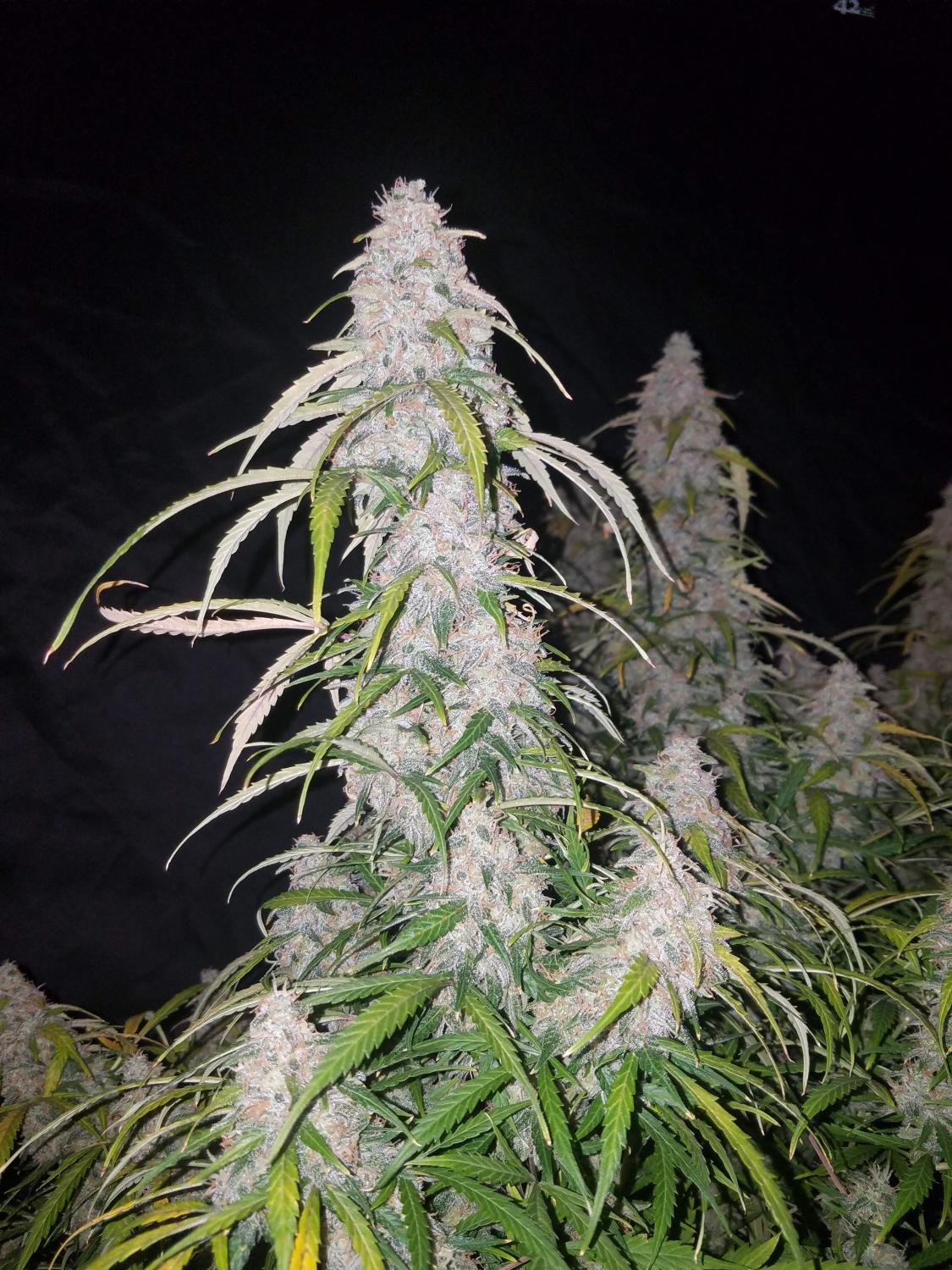 Six Shooter Auto Fem Esrar Tohumu (Fast Buds)