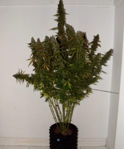 Six Shooter Auto Fem Esrar Tohumu (Fast Buds)