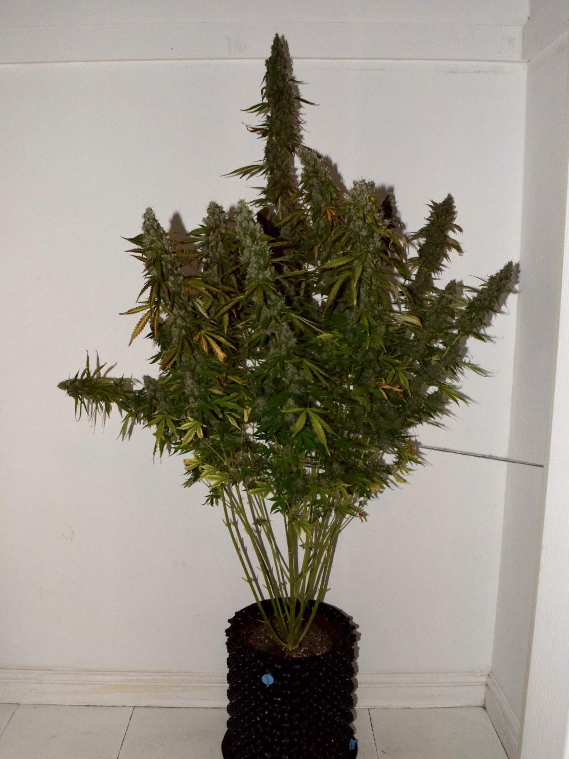 Six Shooter Auto Fem Esrar Tohumu (Fast Buds)