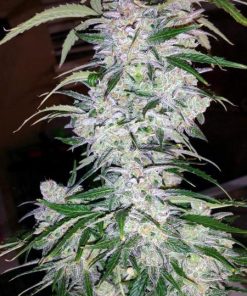 Six Shooter Auto Fem Esrar Tohumu (Fast Buds)
