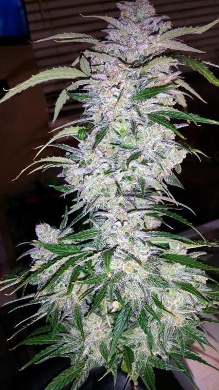 Six Shooter Auto Fem Esrar Tohumu (Fast Buds)