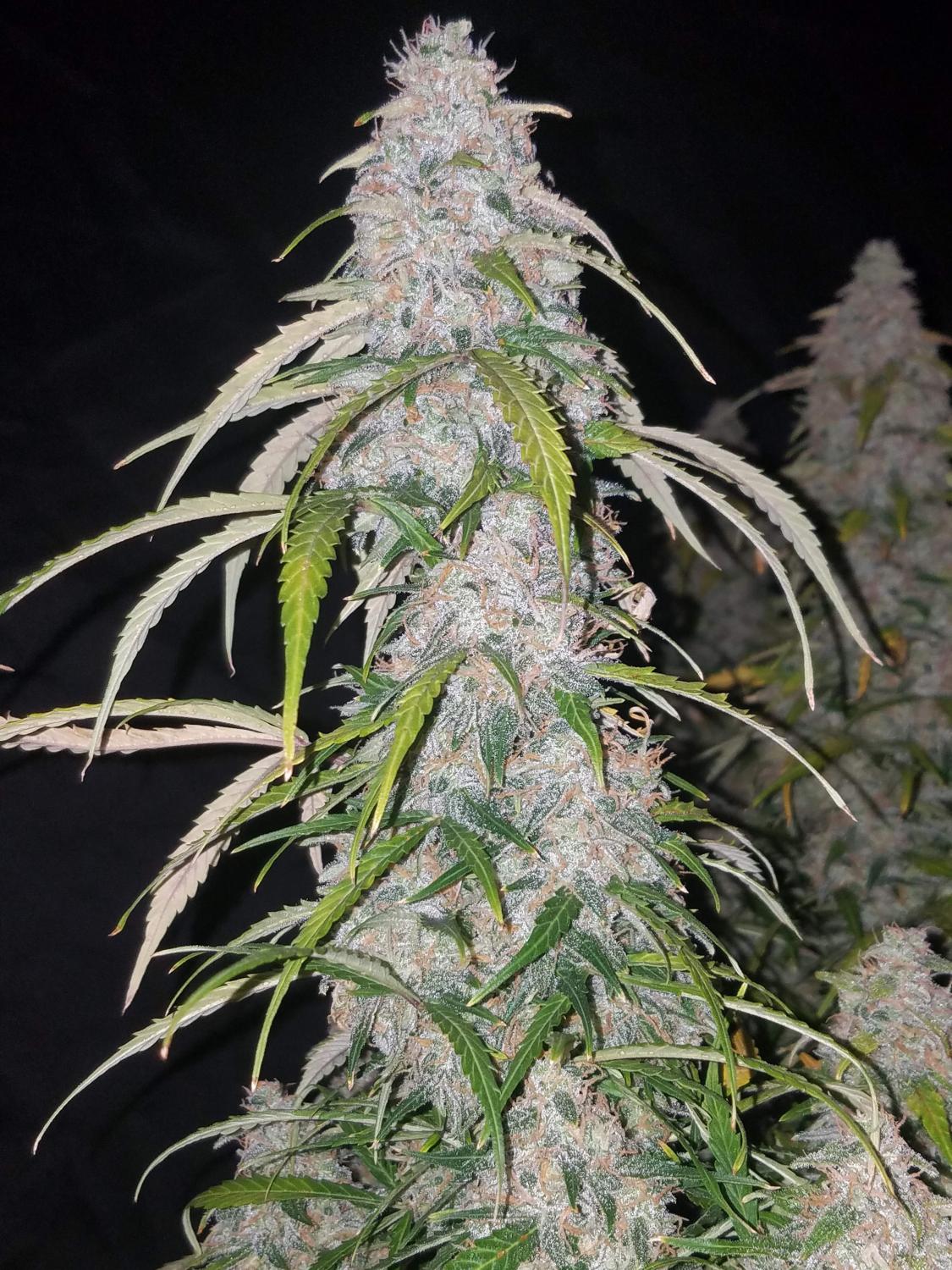 Six Shooter Auto Fem Esrar Tohumu (Fast Buds)