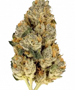 Skunk #1, keskin aroması ve rahatlatıcı etkileriyle bilinen Indica ağırlıklı bir türdür. Eşsiz genetik yapısını keşfedin ve potansiyel faydalarını görüntüleyin.