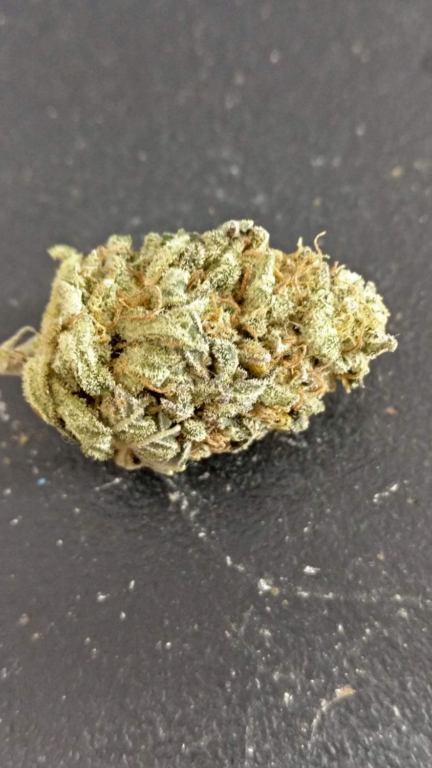 Skunk #1 Regular Esrar Tohumu (Sensi Seeds)