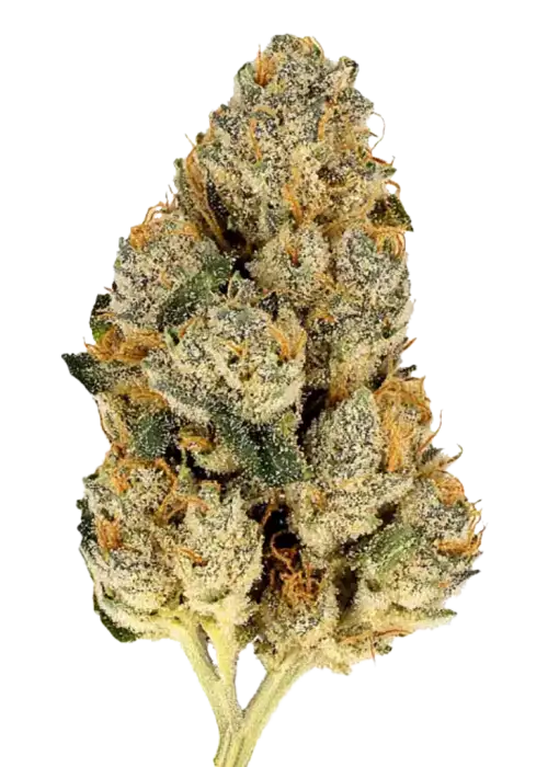 Skunk #1, keskin aroması ve rahatlatıcı etkileriyle bilinen Indica ağırlıklı bir türdür. Eşsiz genetik yapısını keşfedin ve potansiyel faydalarını görüntüleyin.