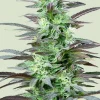 Skunk XL Feminized Esrar Tohumu (Royal Queen Seeds)