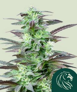 Skunk XL Feminized Esrar Tohumu (Royal Queen Seeds)
