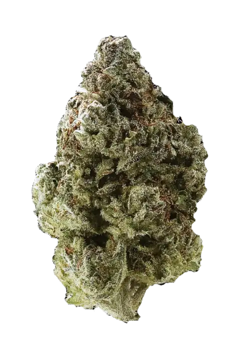 Sky-Clair, kahve aromalı, tatlı ve baharatlı notalara sahip Indica baskın bir türdür. THC ile dikkat ve rahatlama sağlar. Özelliklerini keşfedin.