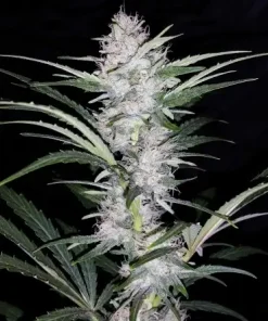 Skywalker Auto Fem Esrar Tohumu (Mephisto Genetics)