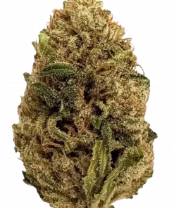 Skywalker OG, yakıtımsı ve baharatlı aromasıyla bilinen Indica dominant bir türdür. Ağrı, uykusuzluk ve depresyona iyi gelir. Etkilerini keşfedin.