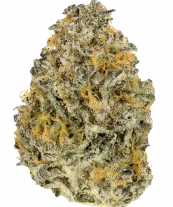 Slammin Pie, tatlı üzüm ve kimyasal limon aromalarıyla öne çıkan indica baskın bir türdür. Yüksek THC içeriğiyle dikkat çeken bu türün genetik yapısını keşfedin.