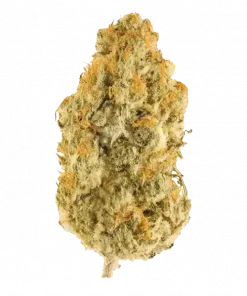 Sleepy Joe, limon ve çilek aromalı, THC içeren Indica baskın bir türdür. Yüksek THC içeriğiyle bilinen bu türün genetik yapısını keşfedin ve etkilerini görüntüleyin.