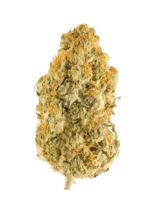 Sleepy Joe, limon ve çilek aromalı, THC içeren Indica baskın bir türdür. Yüksek THC içeriğiyle bilinen bu türün genetik yapısını keşfedin ve etkilerini görüntüleyin.