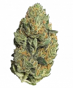 Slice O’ Lime OG Autoflower, yakıtımsı, toprak ve kimyasal limon aromalı Indica dominant bir türdür. Yüksek THC içeriğiyle depresyon ve ağrı için ideal. Keşfedin.