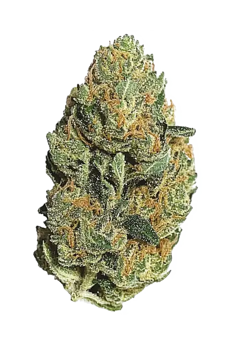 Slice O’ Lime OG Autoflower, yakıtımsı, toprak ve kimyasal limon aromalı Indica dominant bir türdür. Yüksek THC içeriğiyle depresyon ve ağrı için ideal. Keşfedin.